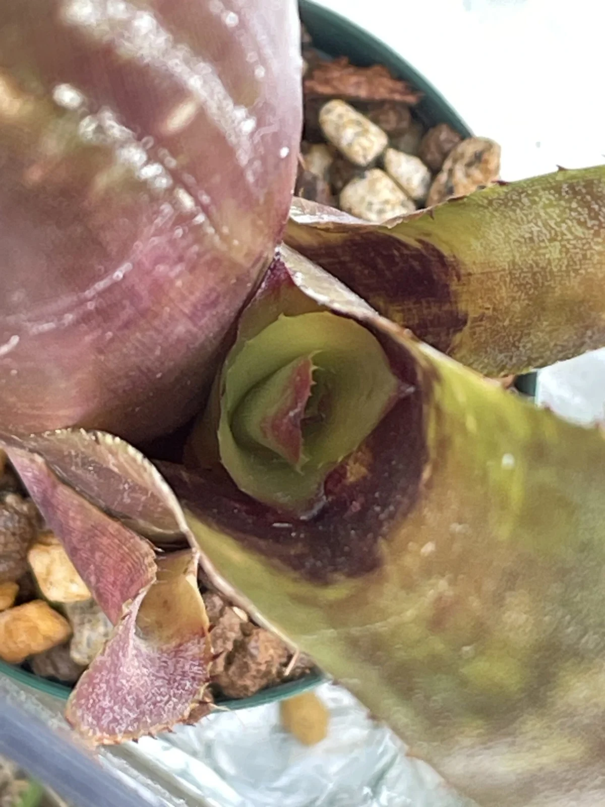 ビルベルギア　ハレルヤ