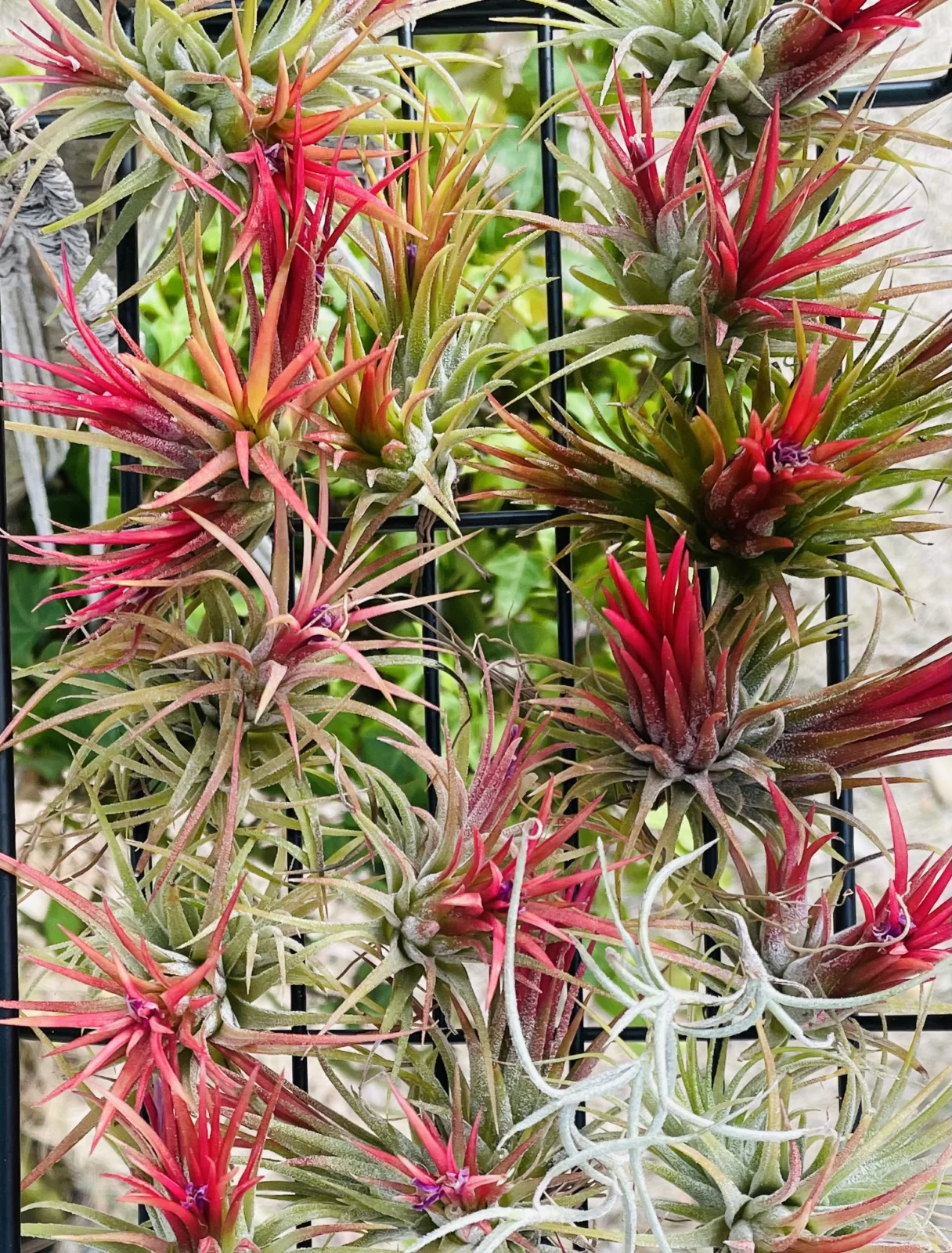 ティランジア　イオナンタ　フエゴ