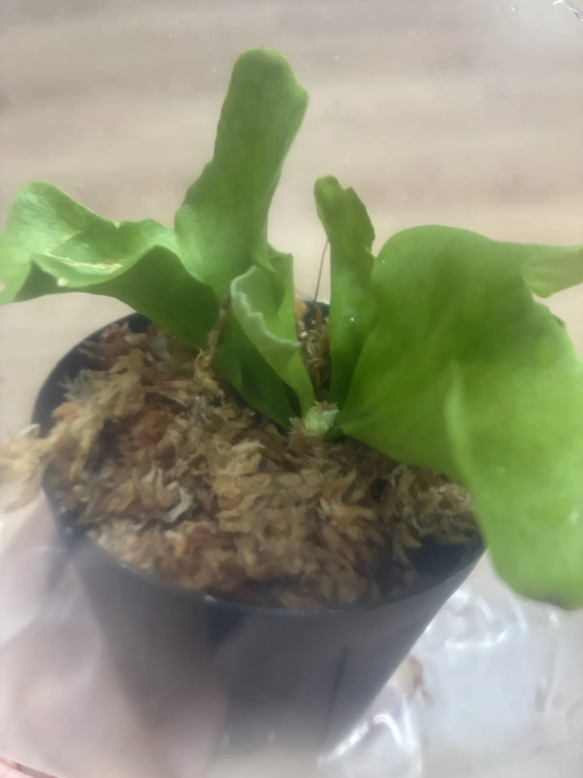 ビカクシダ　リドレイ