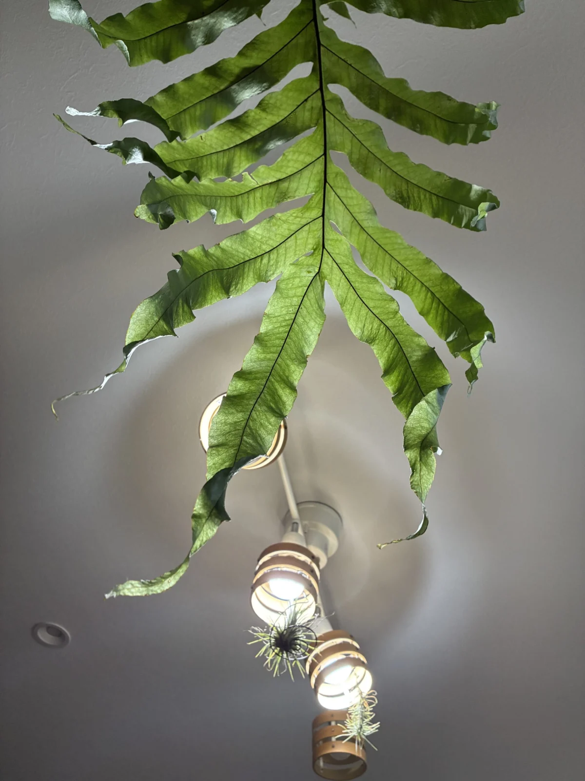 ドリナリア　クエルシフォリア