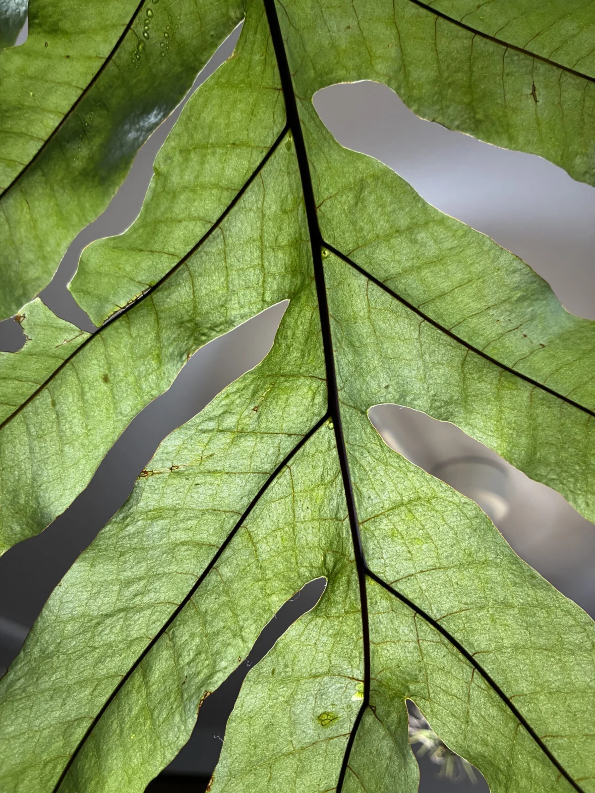 ドリナリア　クエルシフォリア