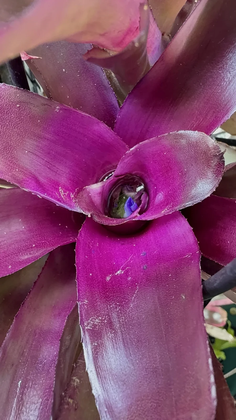 ネオレゲリア　グラナダ　花