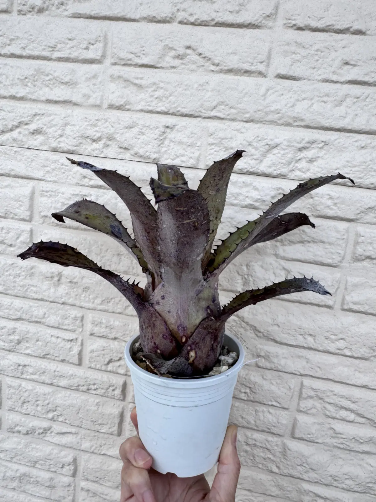 ホヘンベルギア　＃9 村長の交配種