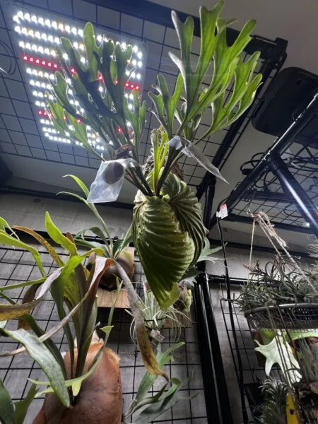 ビカクシダ　リドレイ