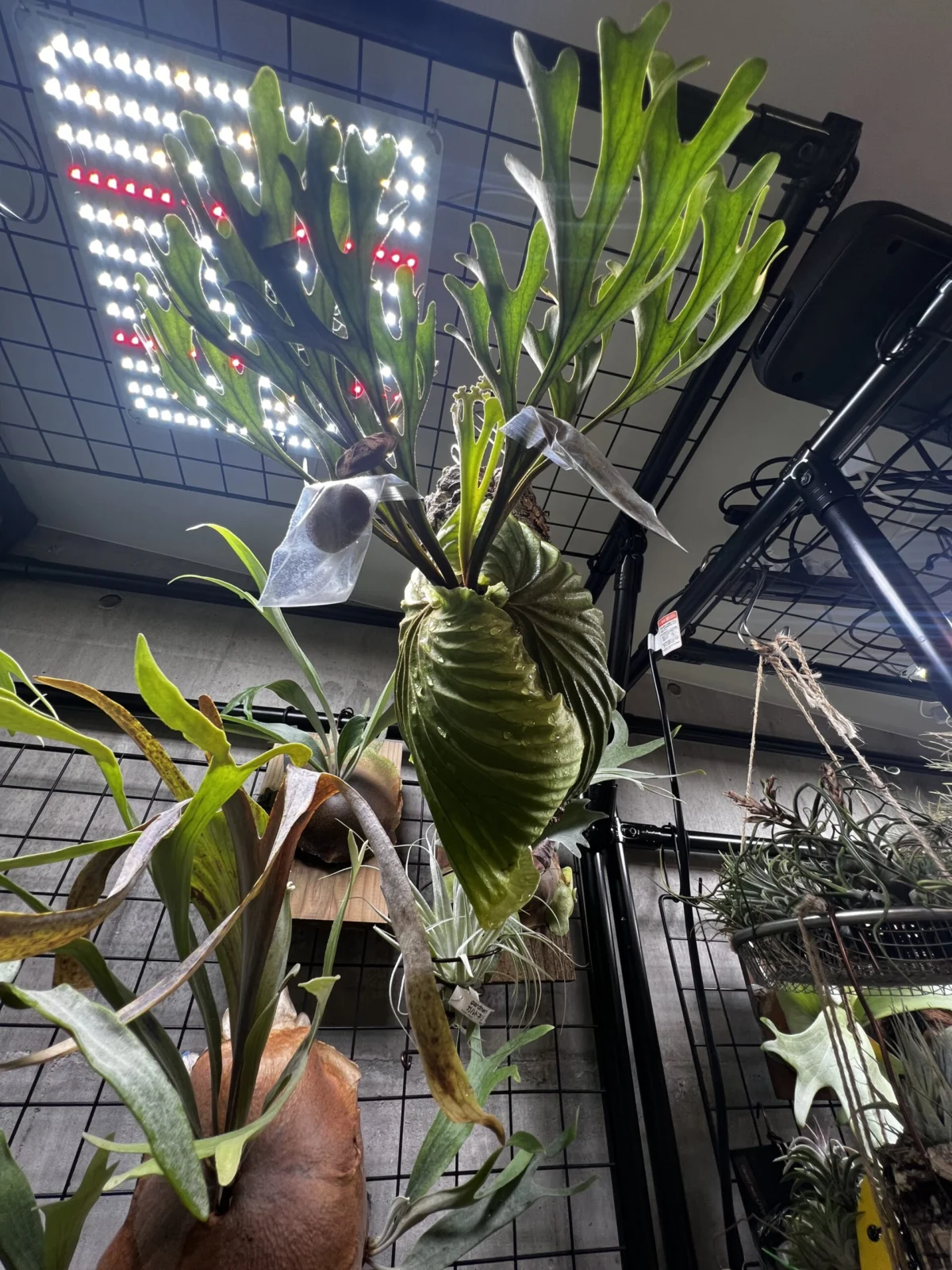 ビカクシダ　リドレイ