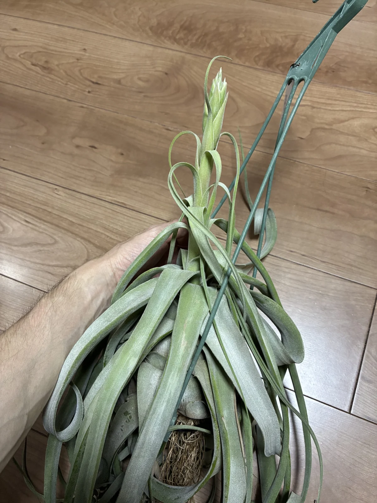 チランジア　ストレプトフィラ