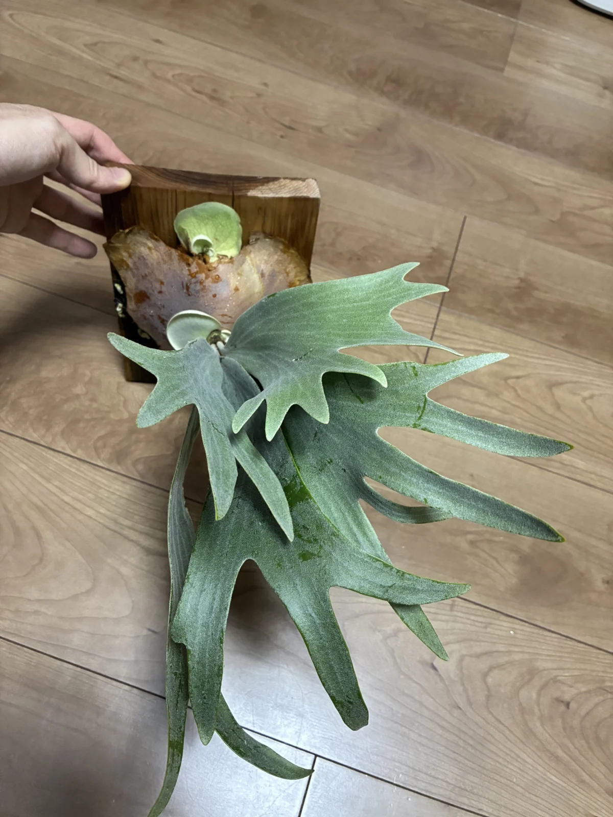 ビカクシダ　ジョー