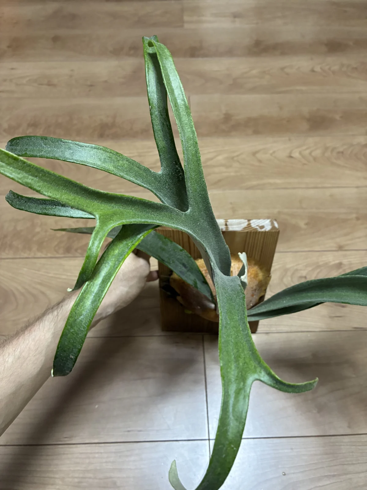 ビカクシダ　キヨヒメ