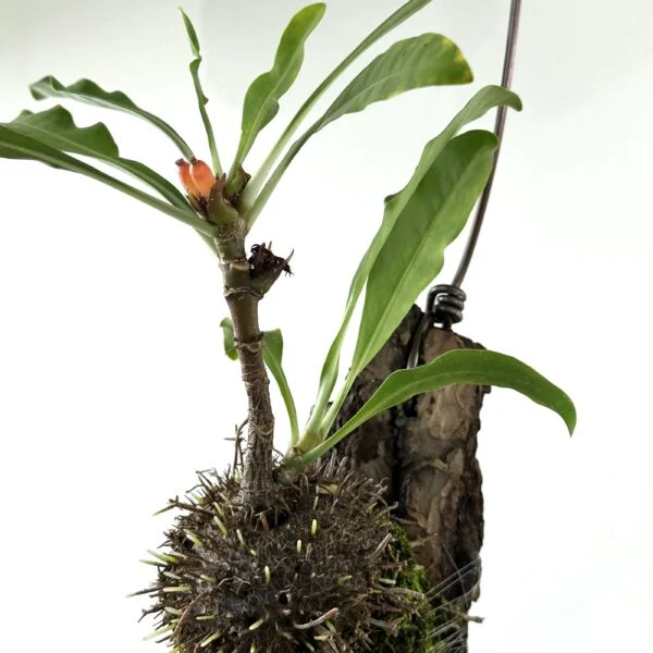ミルメフィツム　ベッカリー　蟻植物