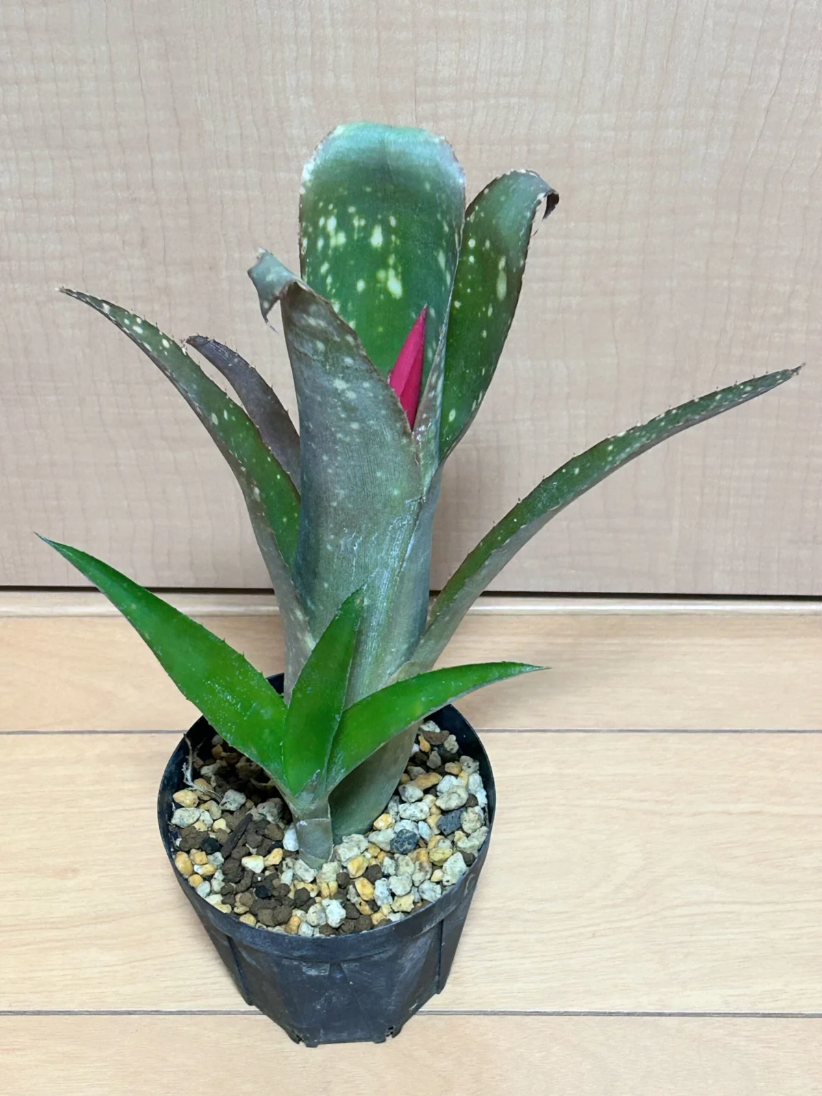 ビルベルギア ヤイエー　① 花芽