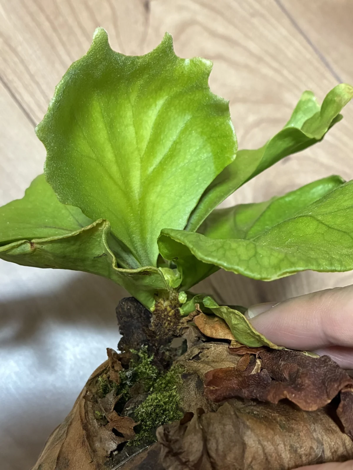 ビカクシダ　リドレイ　脇目