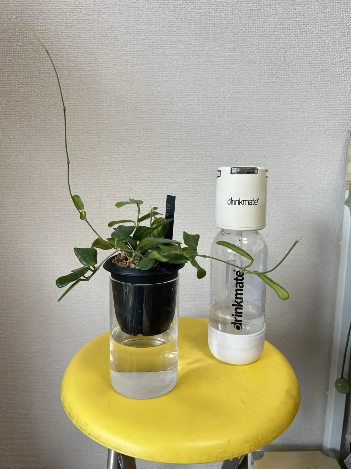 ホヤ　ロツンディフォリア