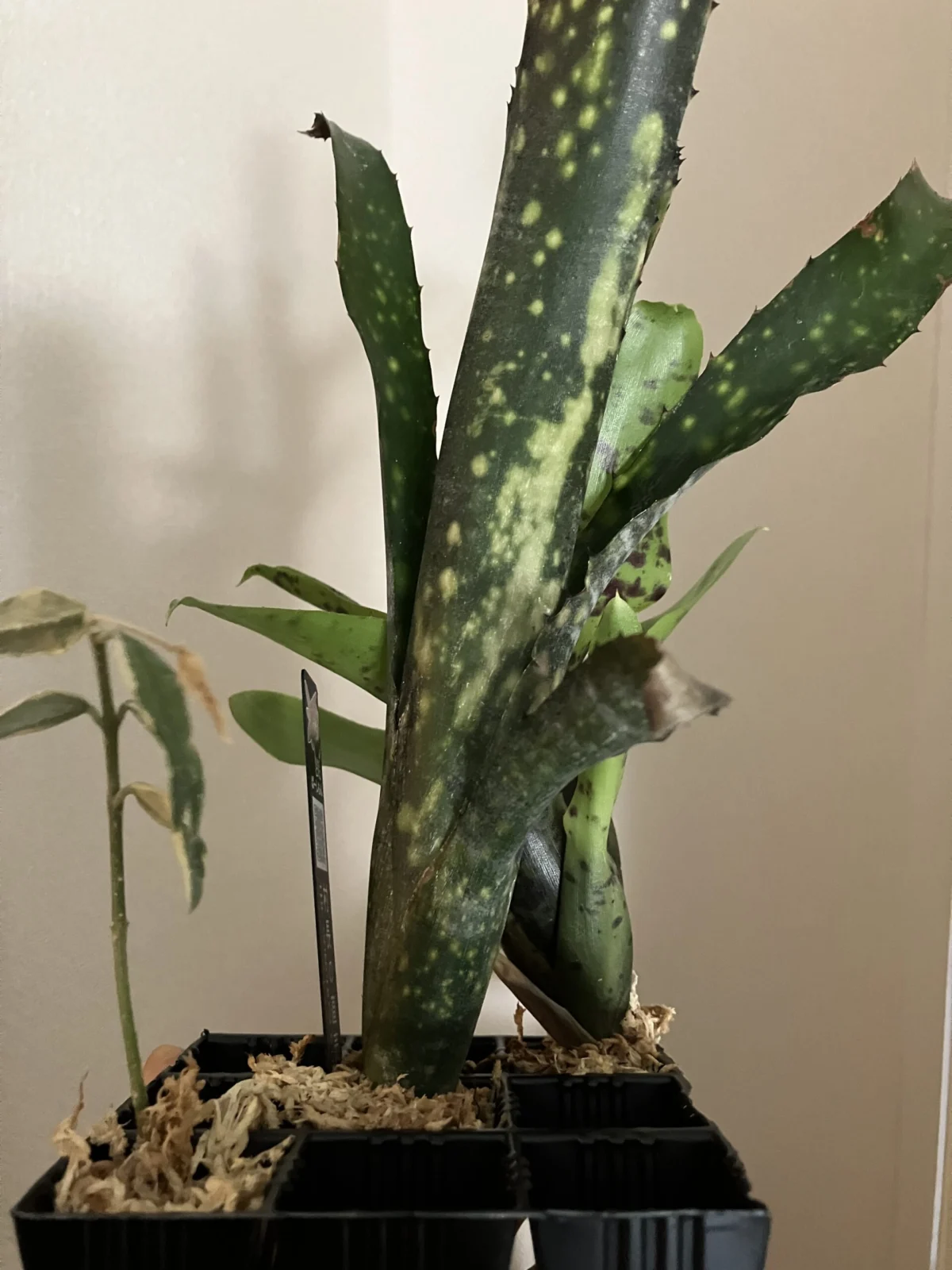 ビルベルギア　ハナホウ