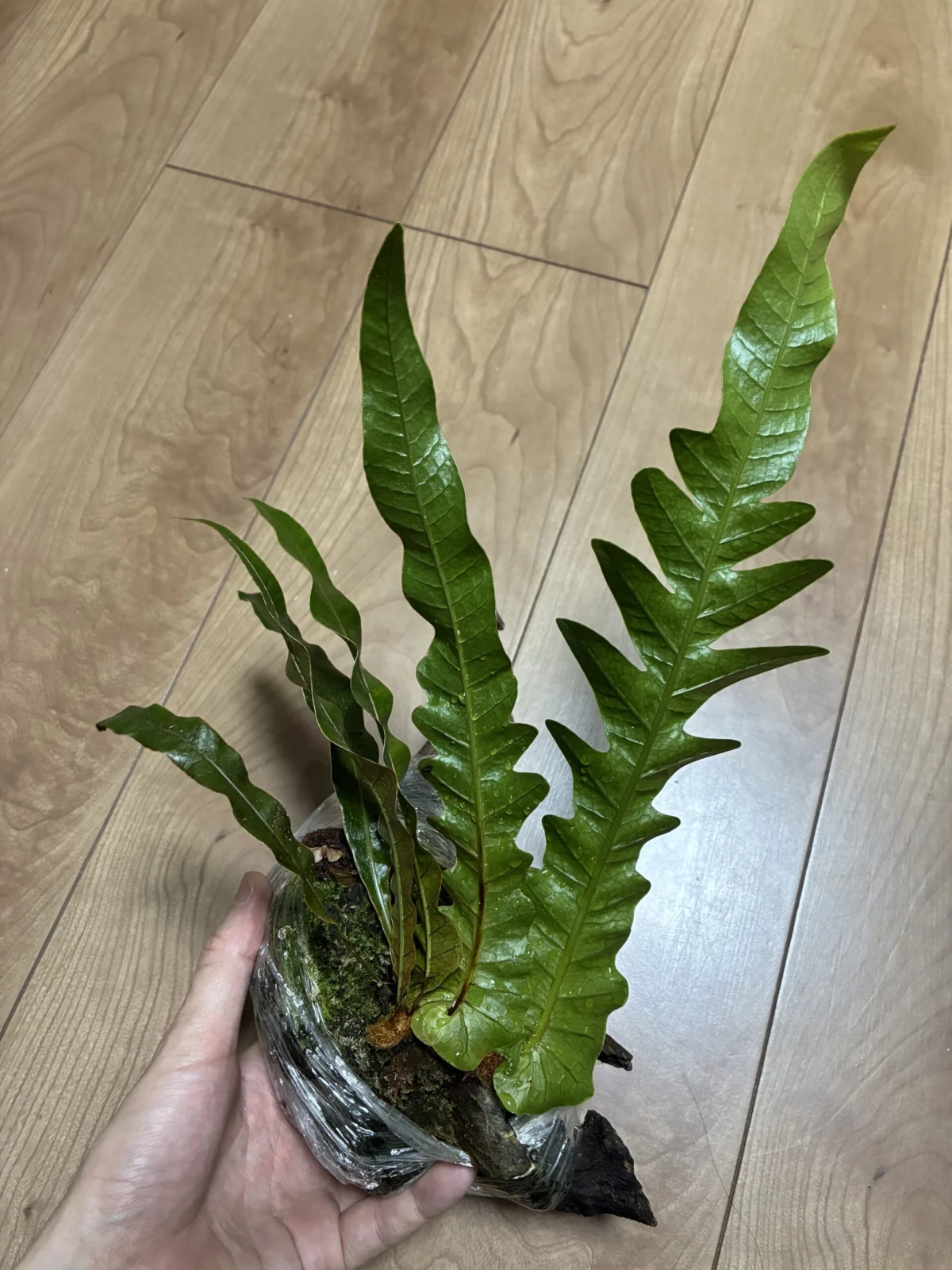 アグラオモルファ　コロナンス　ジム