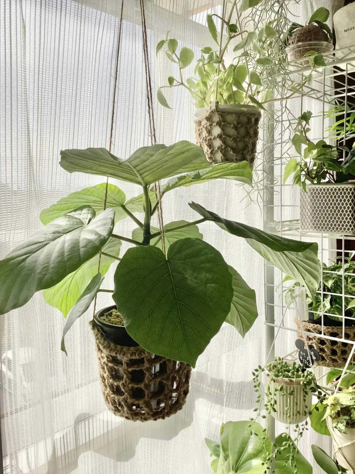 ウンベラータ　空を飛ぶ