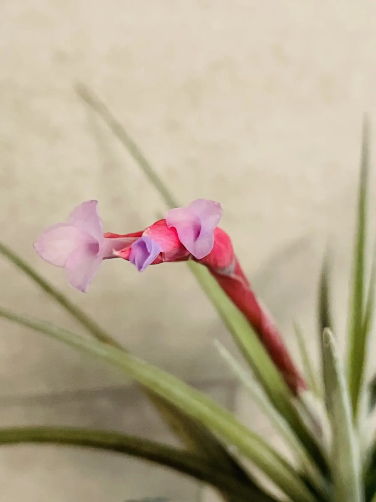 ティランジア　ボリビエンシス　ブルーフラワー