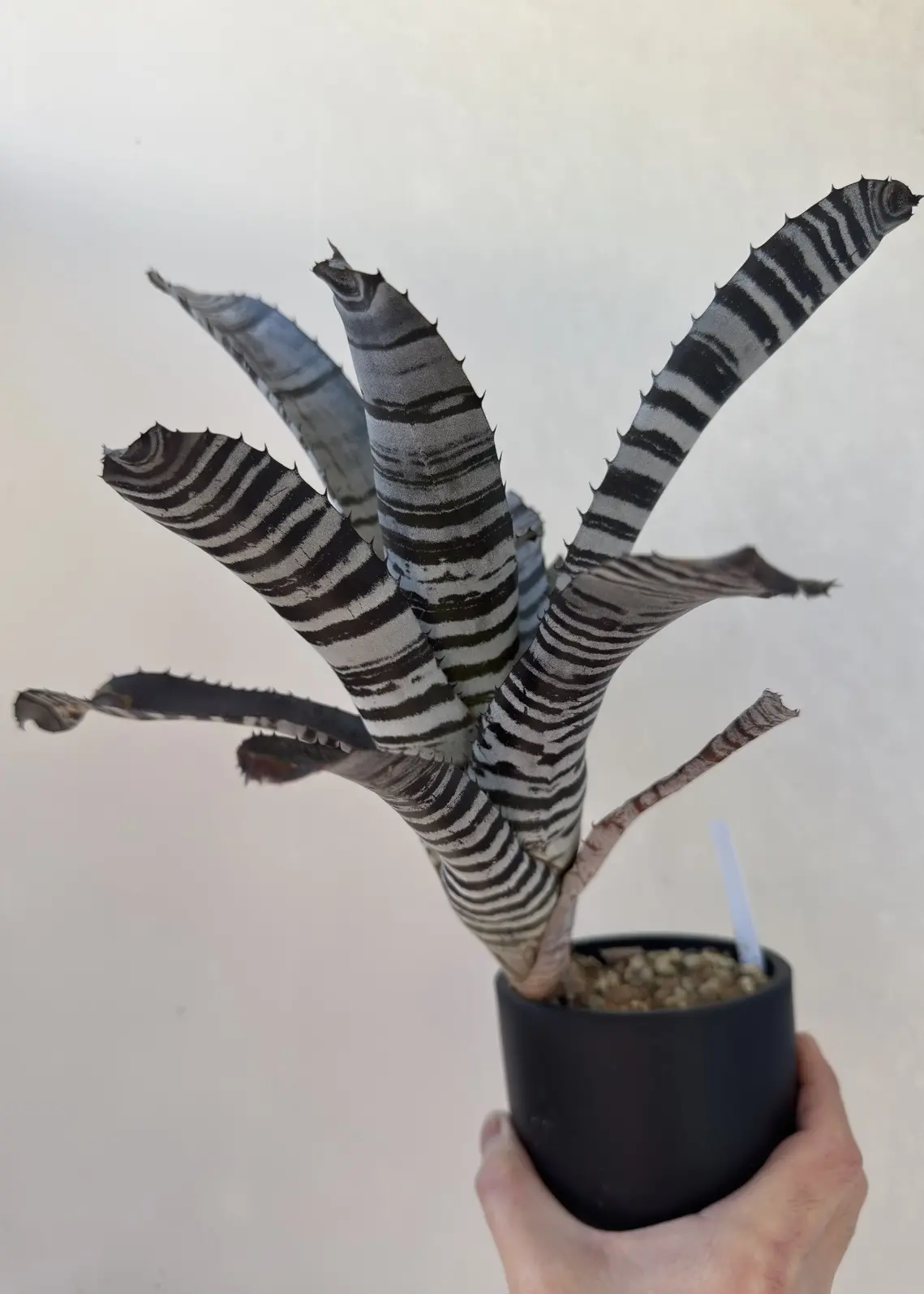 エクメア チャンティニー ブラックアイス 実生