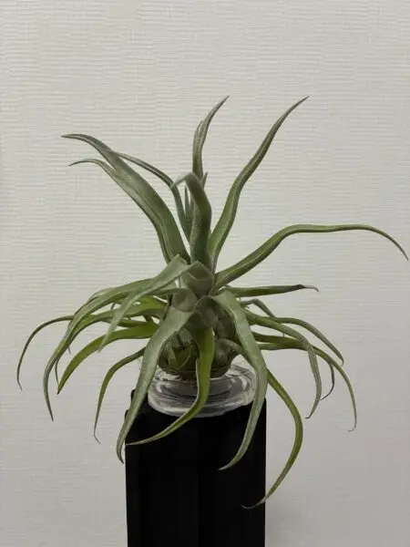 ティランジア　ストレプトフィラ