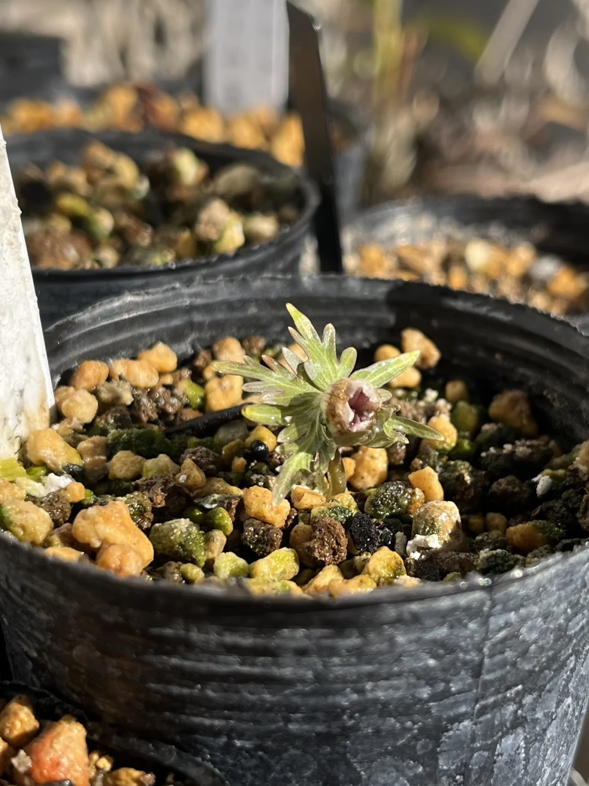 山野草　セツブンソウ　花