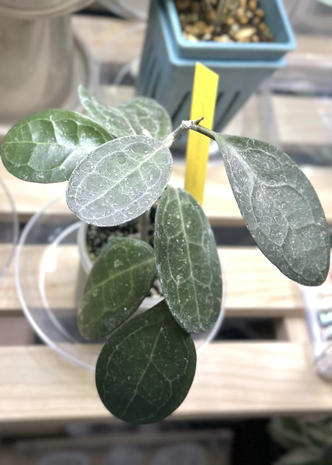 ホヤ　エリプティカ　タートル