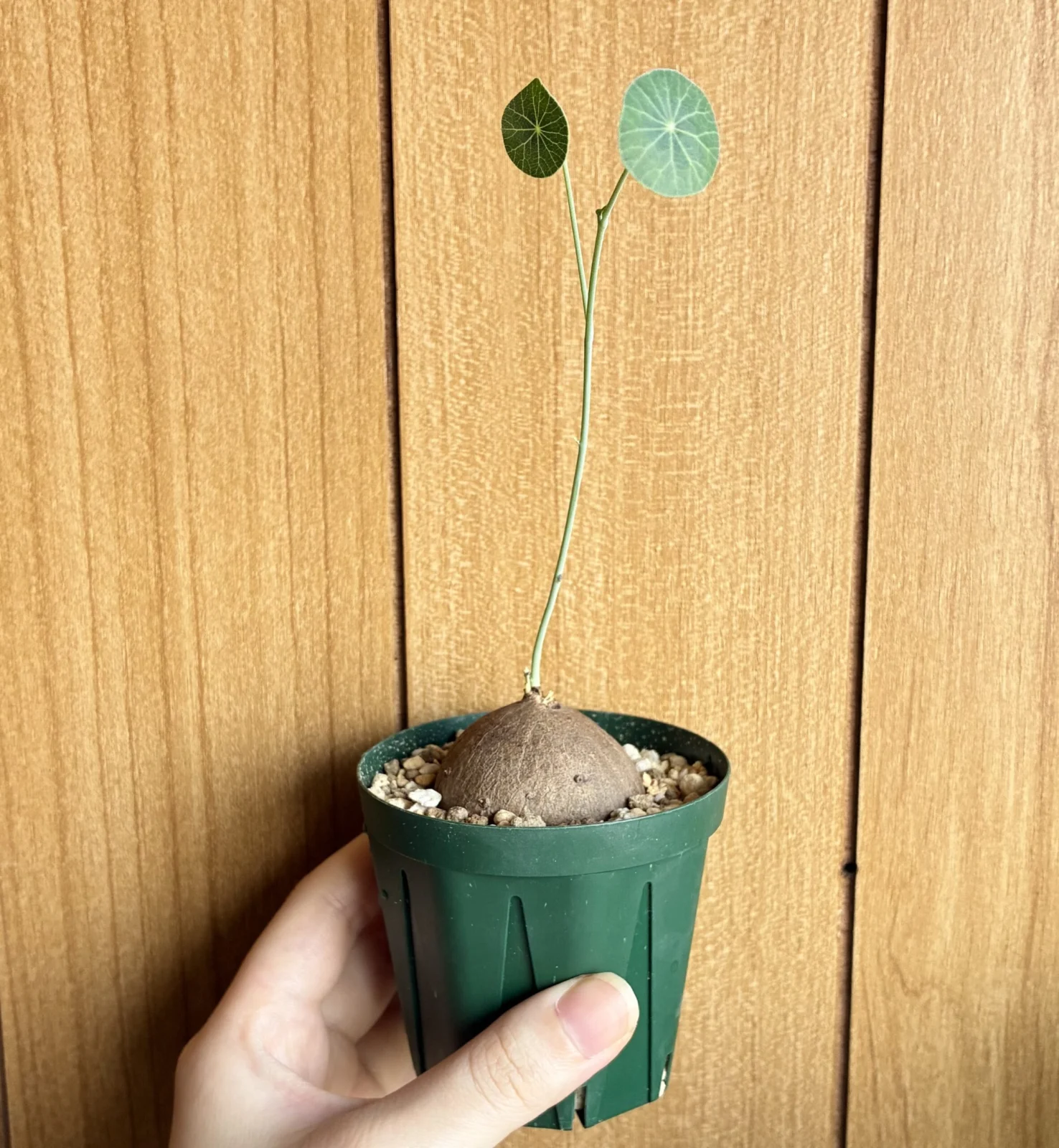 ステファニア　エレクタ