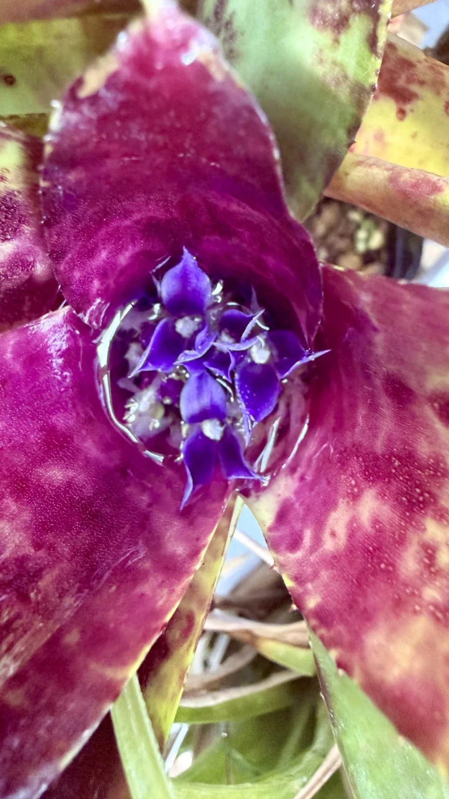 ネオレゲリア　札落ち　花