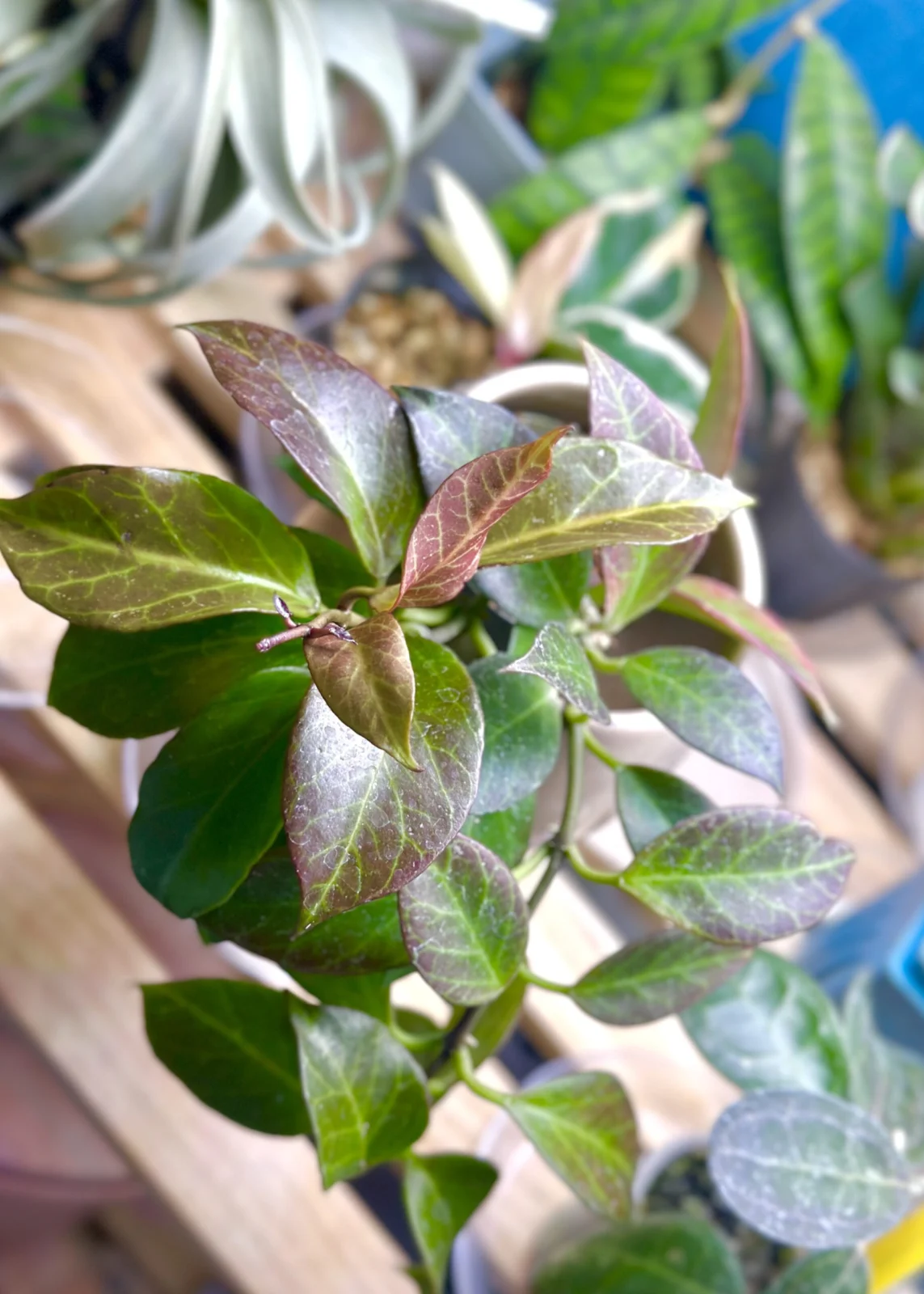 ホヤ　オブスクラ