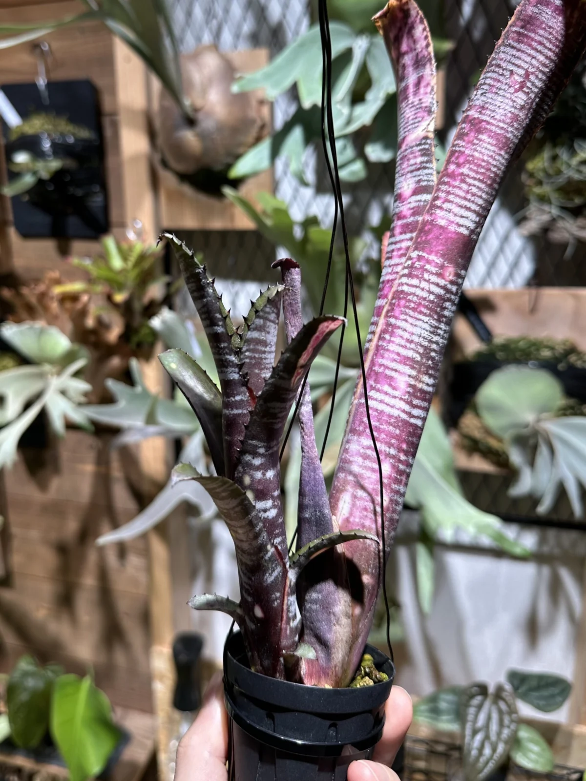 ビルベルギア　ユーチューブ