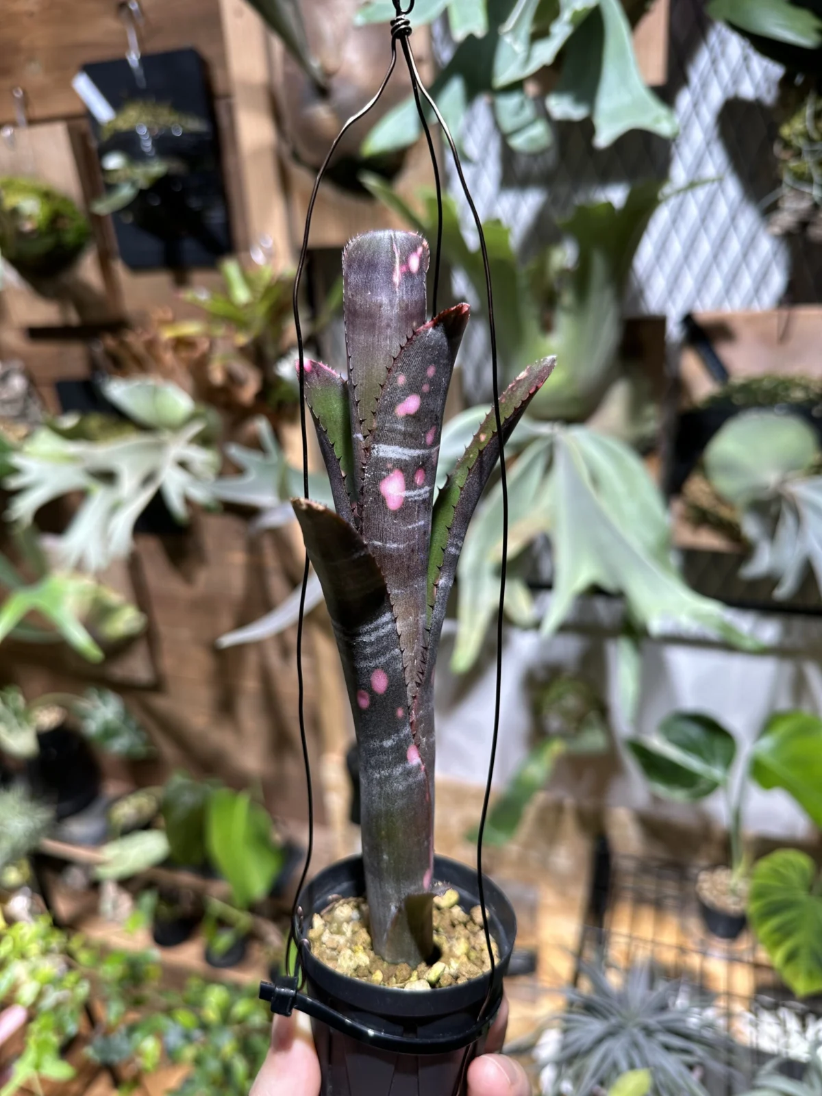 ビルベルギア　インセンディアリーデライト