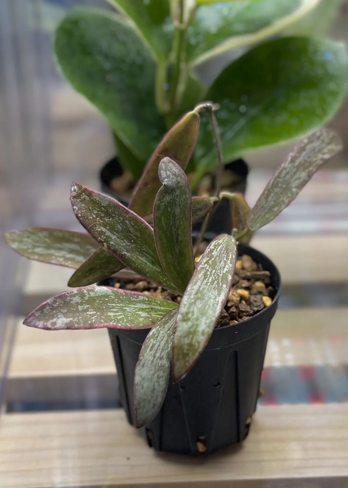 ホヤ　シギラティス　斑入り