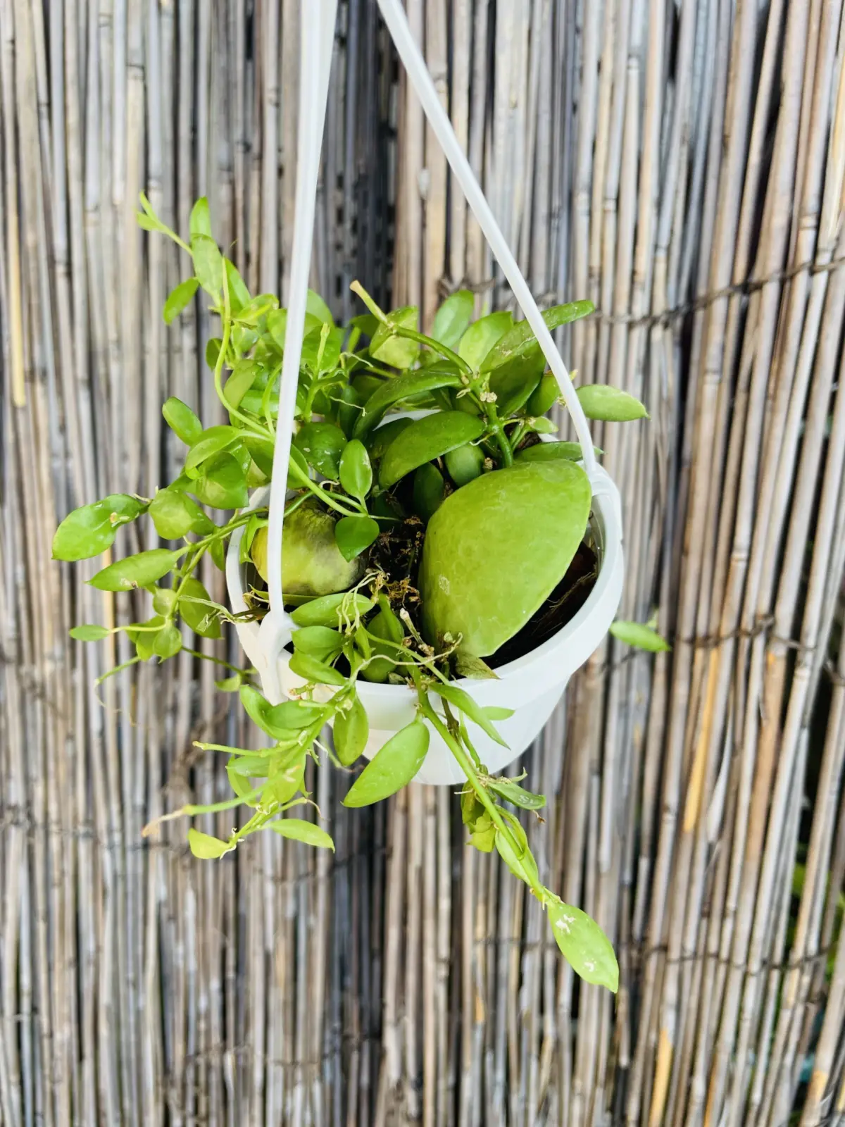 ディスキディア　カンガルーポケット　ホムセン