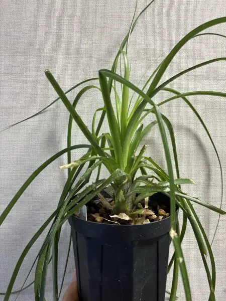 プヤ　アルペストリス　サファイアタワー