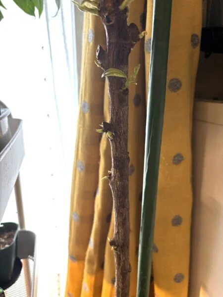 フィカス ジン