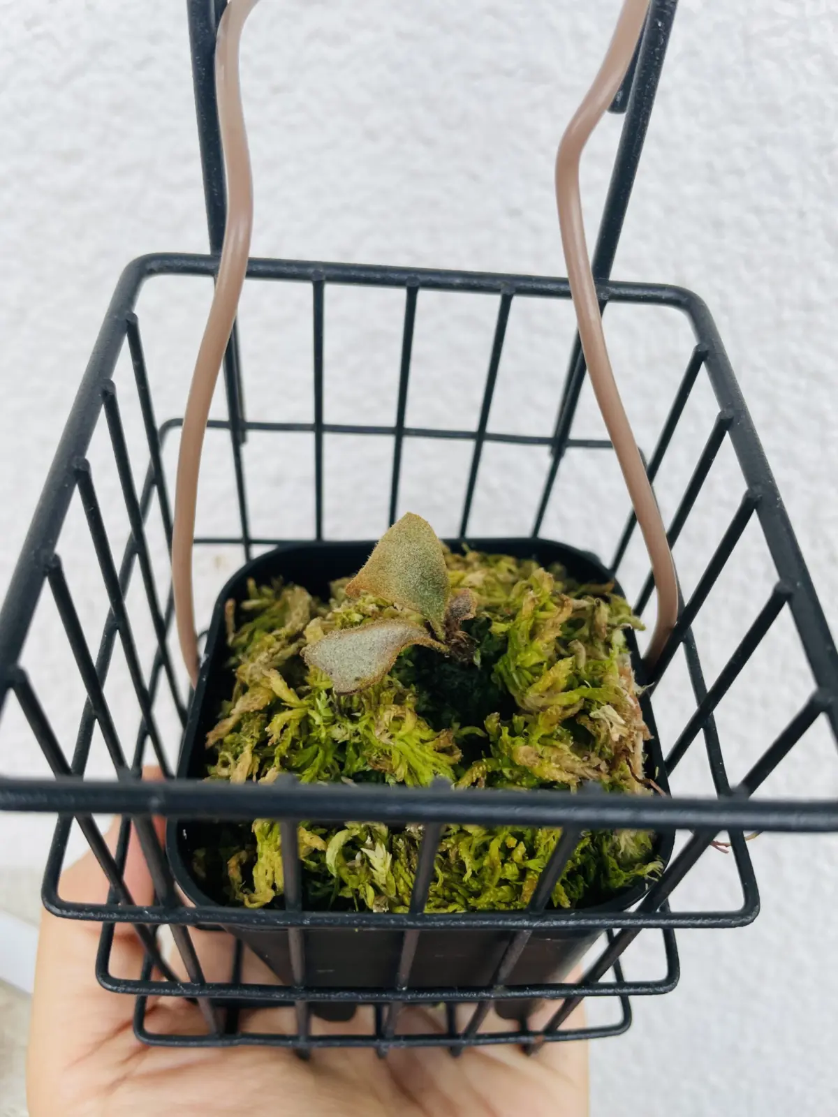 ビカクシダ　OMＧ