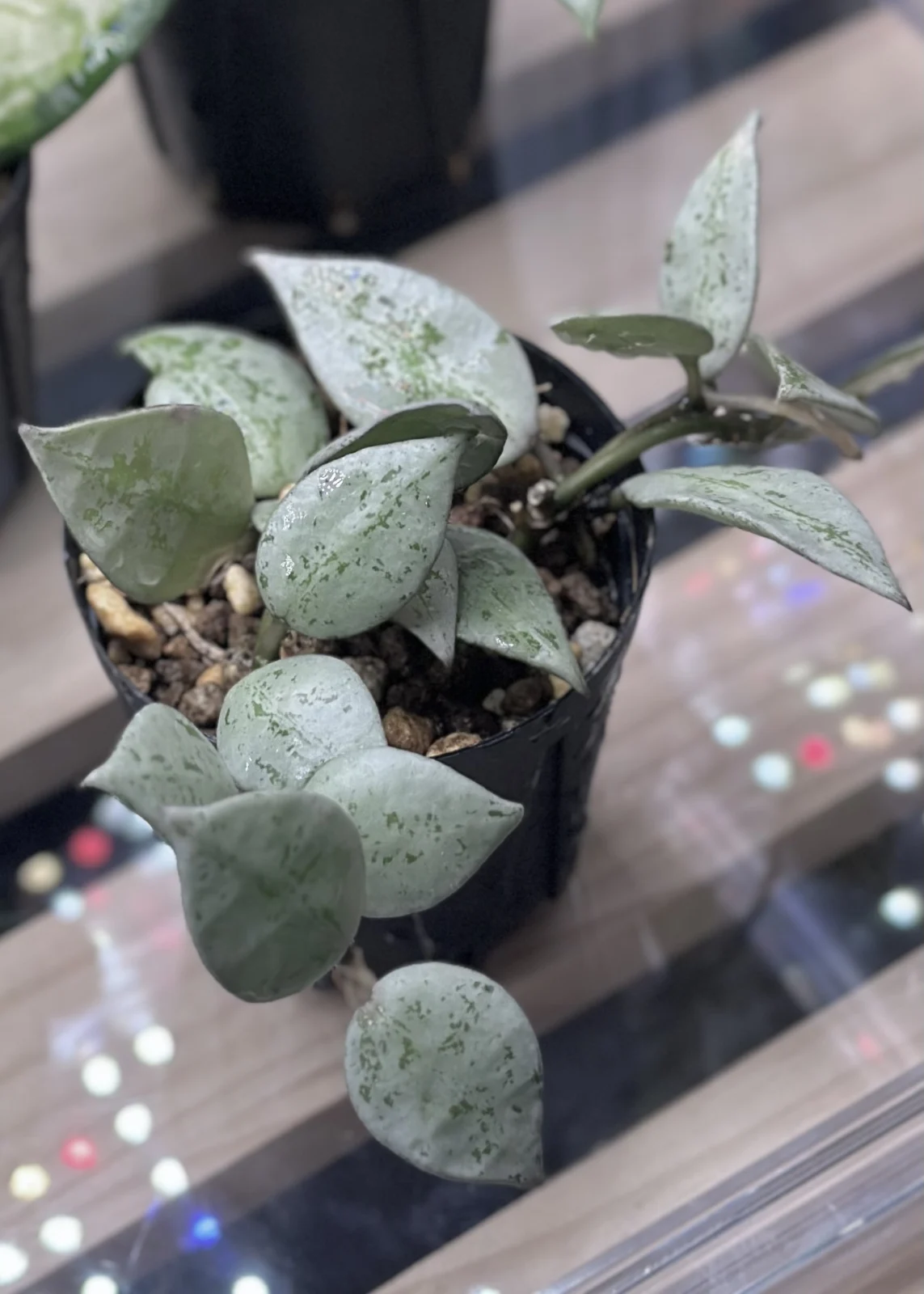 ホヤ　クローニアナ　シルバー　エスキモー