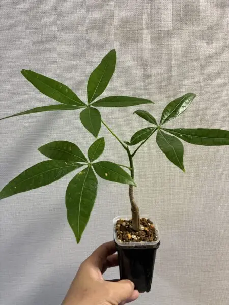 パキラ　100均
