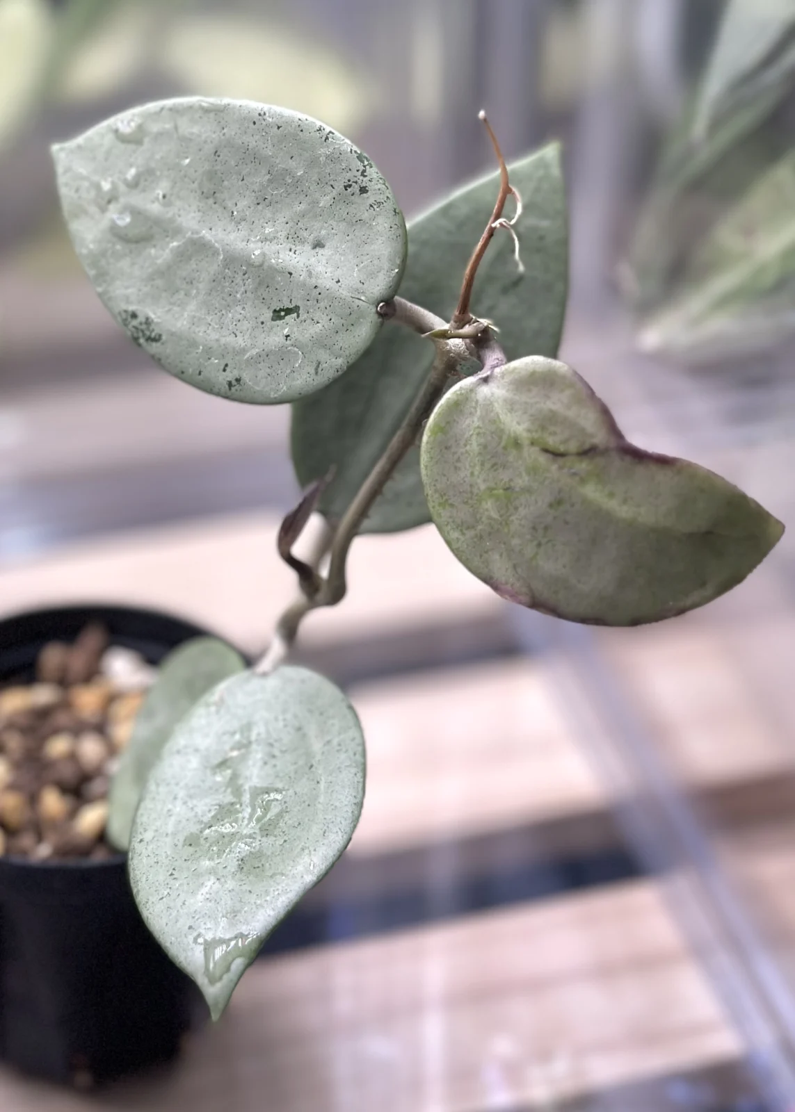 ホヤ　パラシティカ　シルバーハート