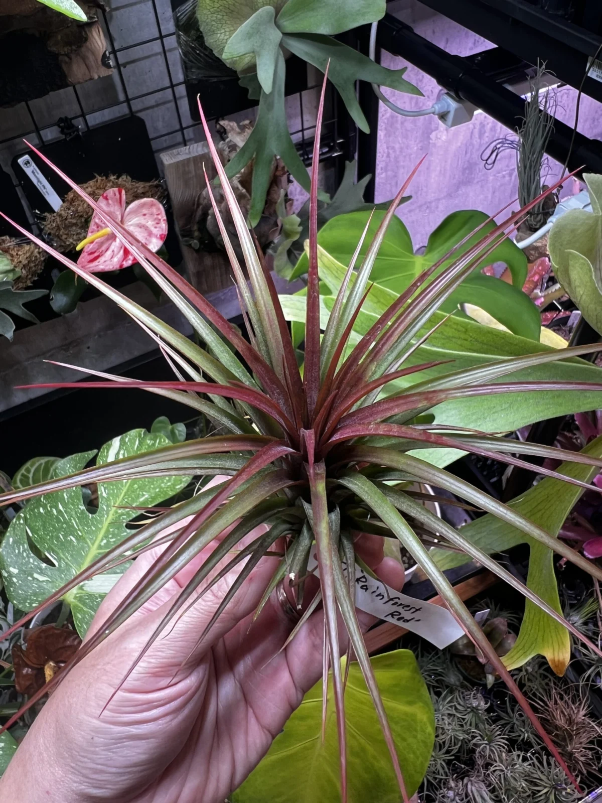 ティランジア　レインフォレストレッド