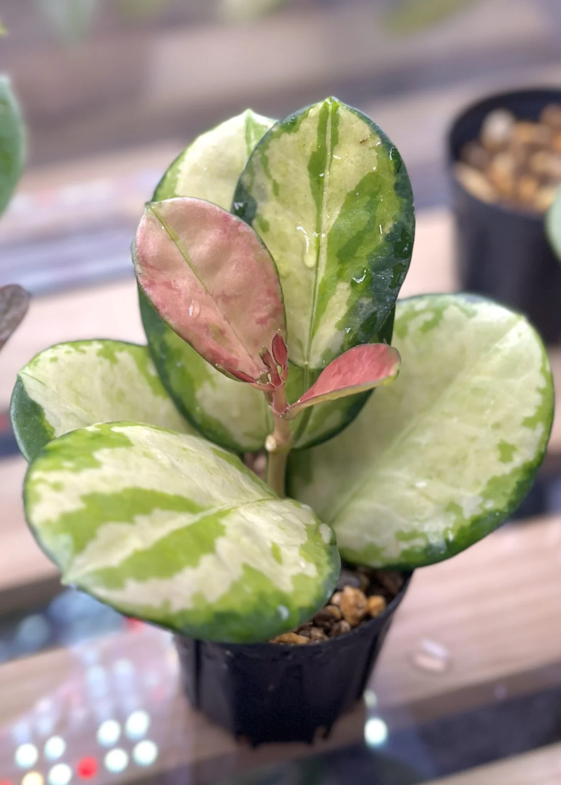 ホヤ　オーストラリス　リサ