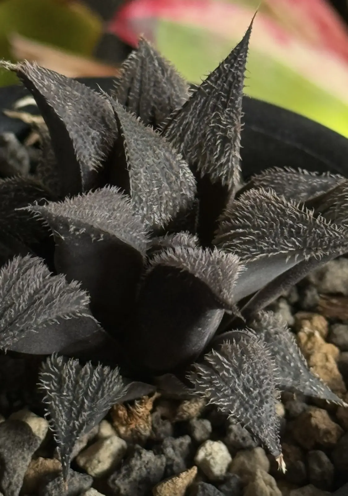 ハオルチア ボビー