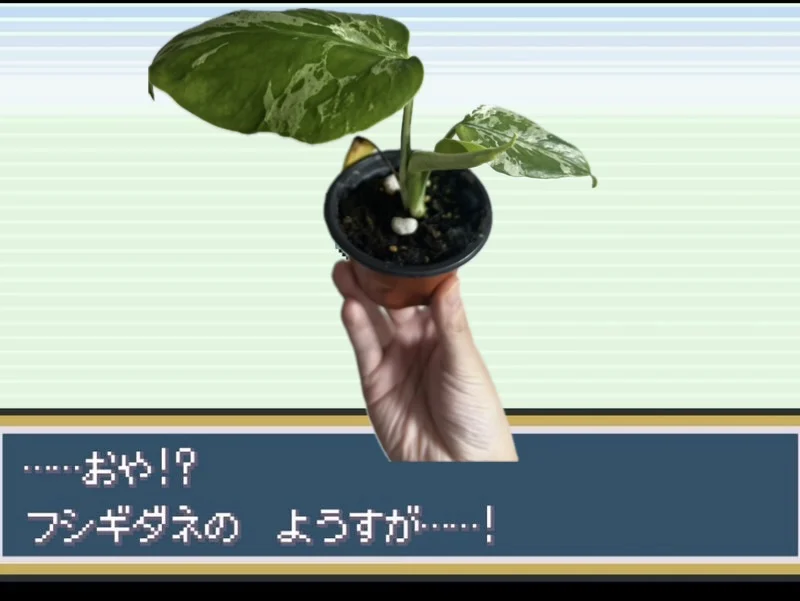 モンステラ　バルバソー