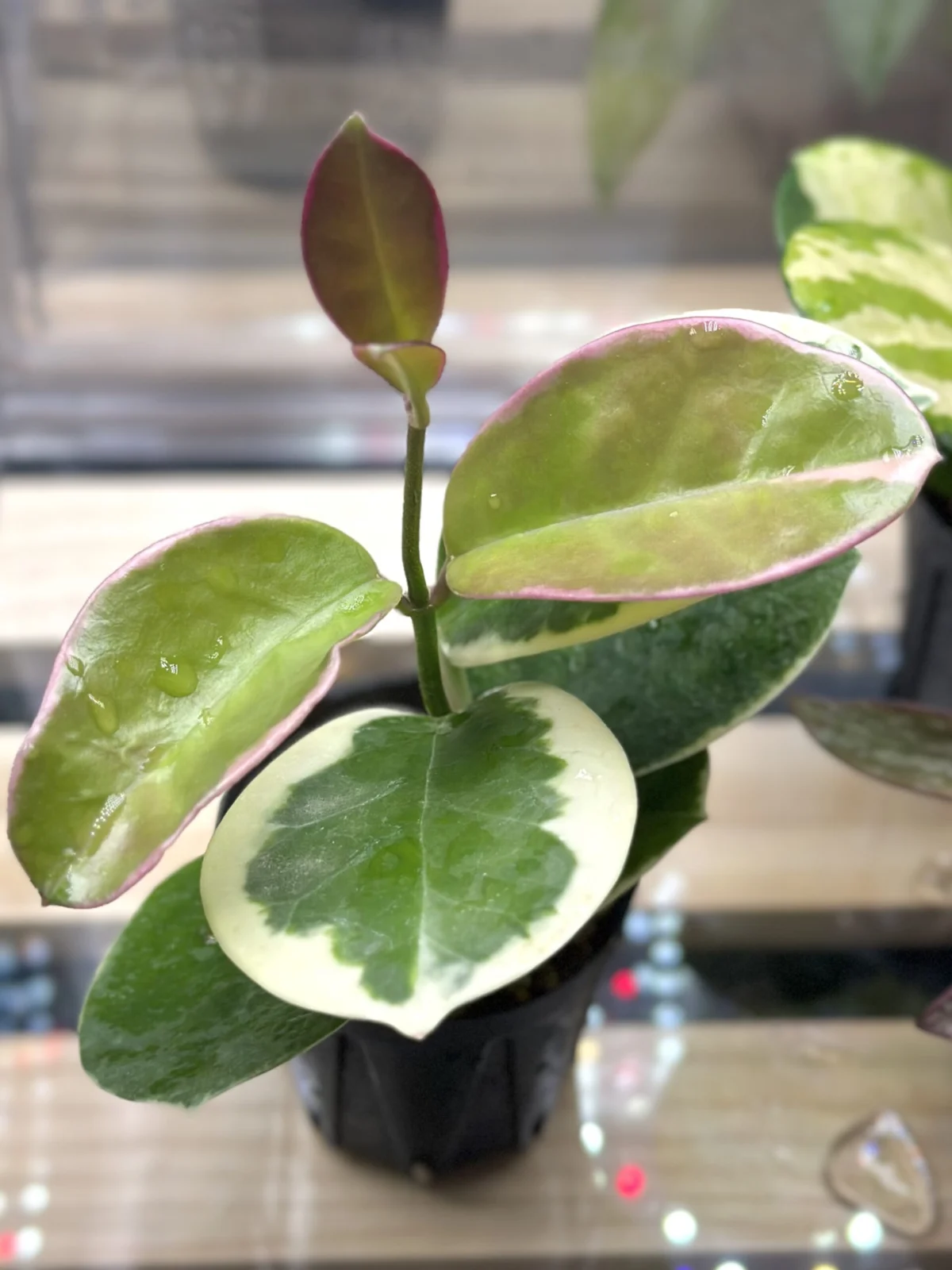 ホヤ　オーストラリス　ブロンディ　アルボ