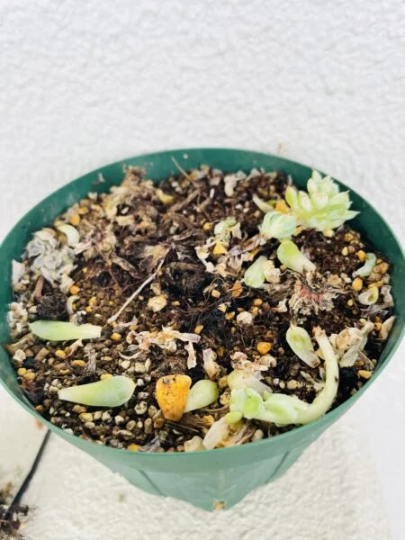 エケベリア　品種不明　群生　腐り？