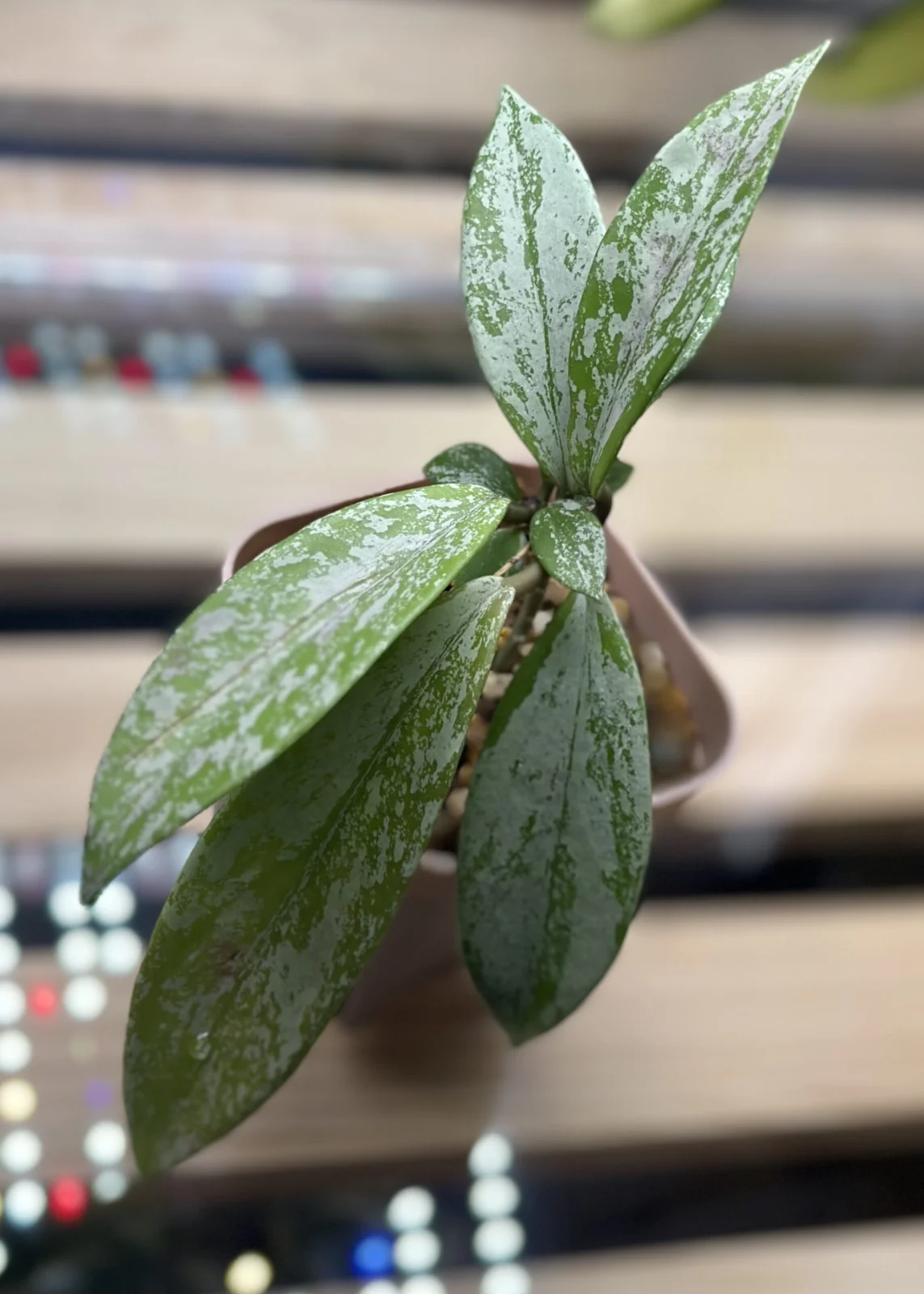 ホヤ　プビカリクス　シルバーゴースト