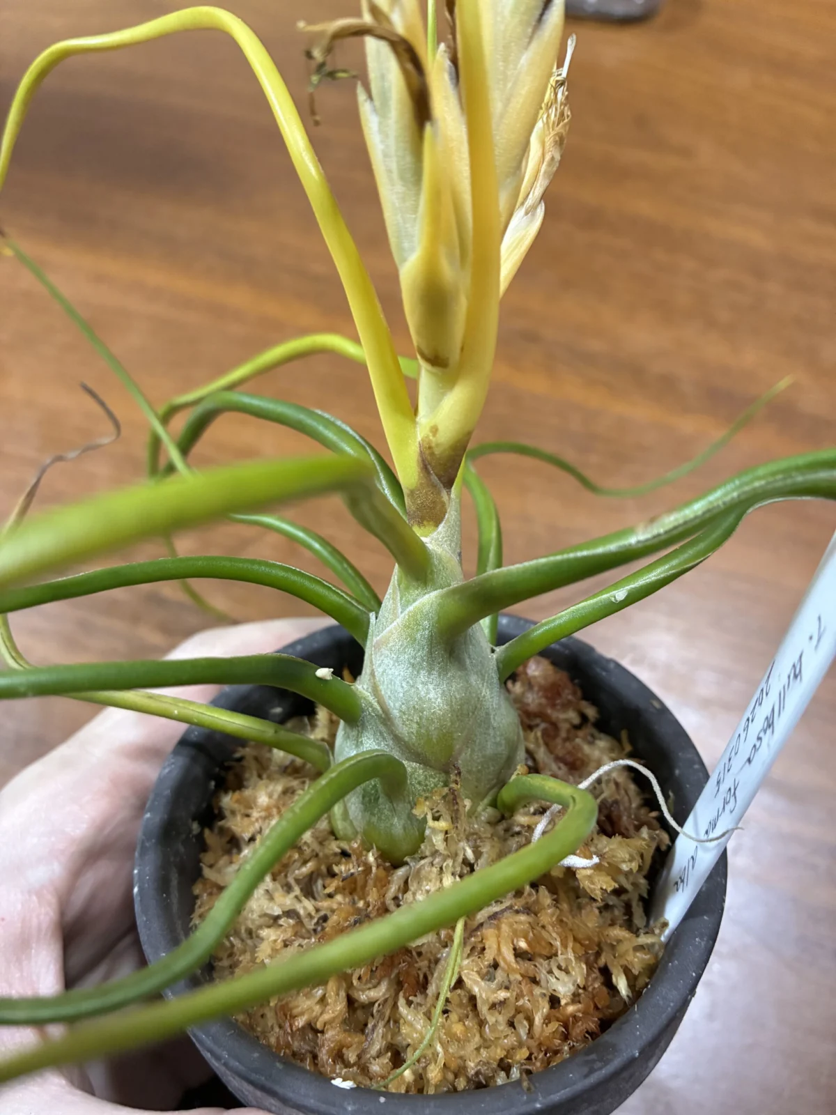 ティランジア　ブルボーサ　アルバ