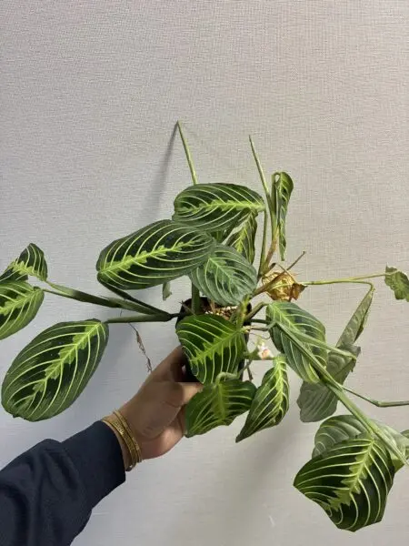 マランタ　レモンライム