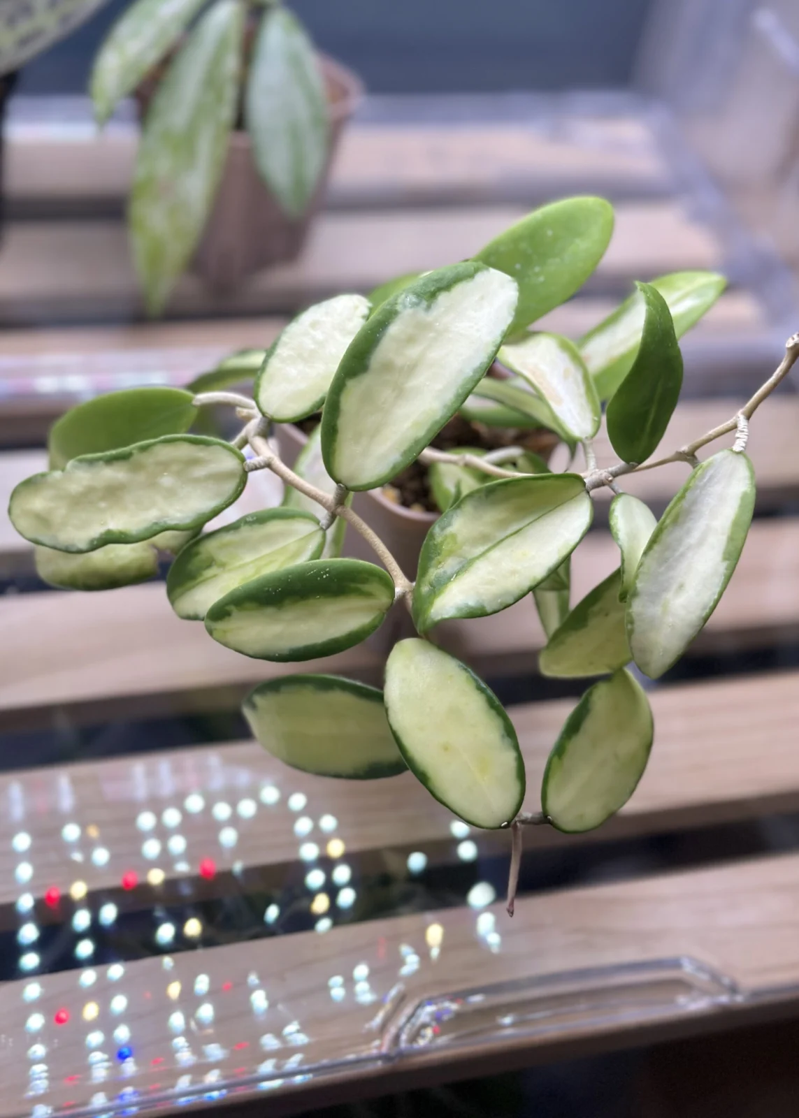 ホヤ　アクタ　斑入り