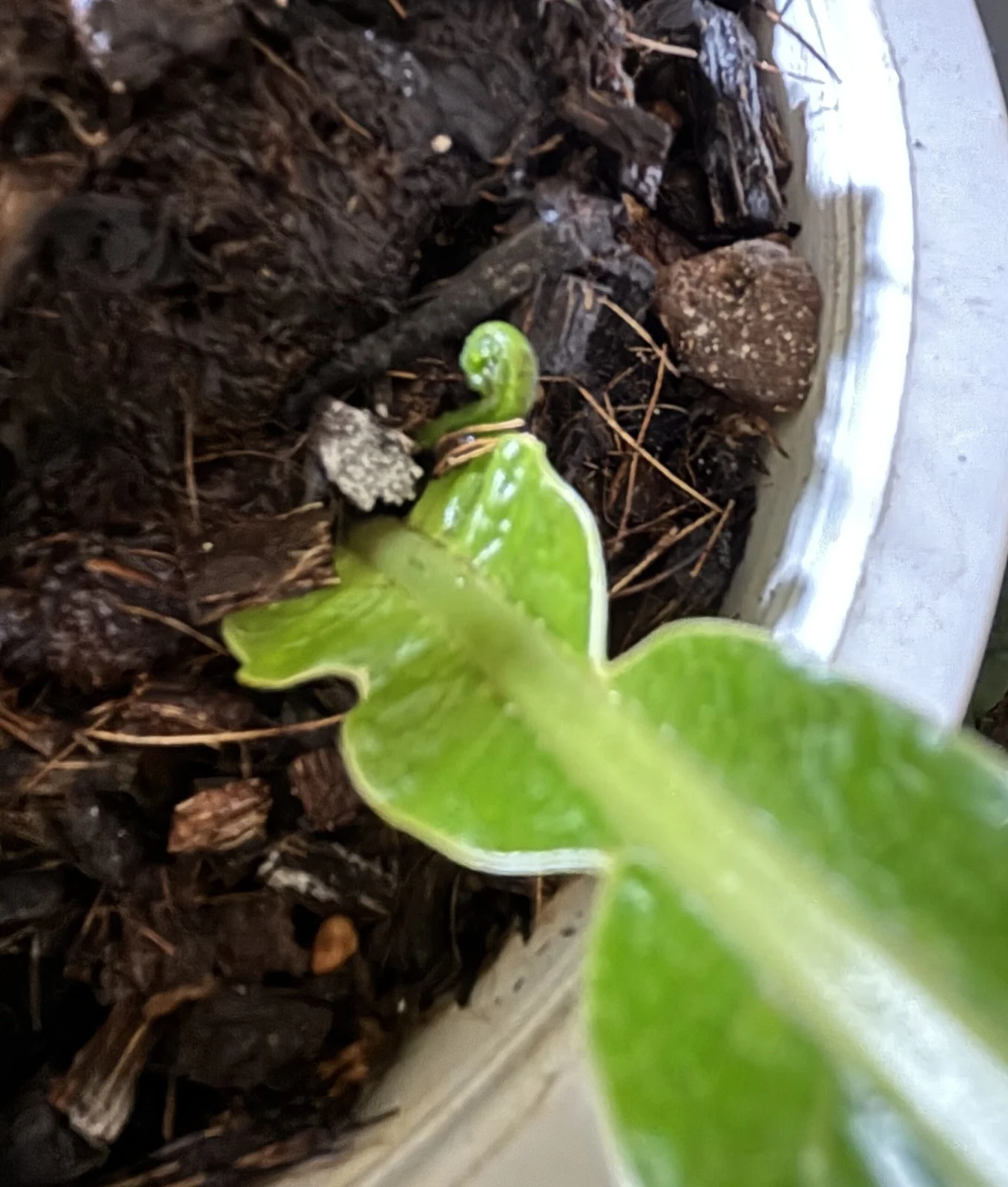 ドリナリア コロナンス 新芽