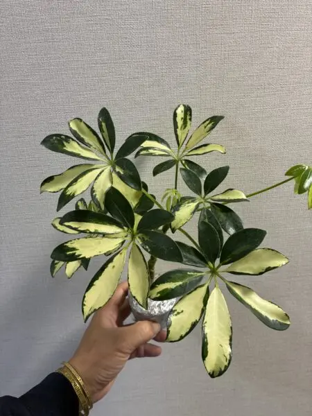 シェフレラ　斑入り