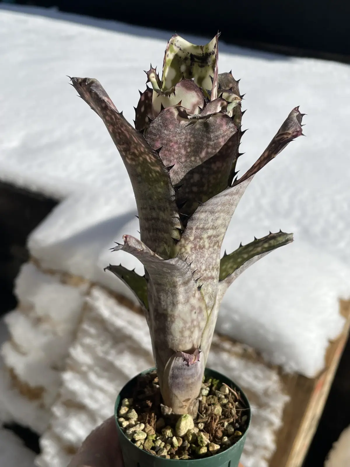 ビルベルギア　カハカイ